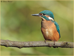 Bird, Kingfisher, Alcedo athis