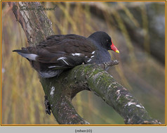 Bird, Moorhen, Gallinula chloropus 10