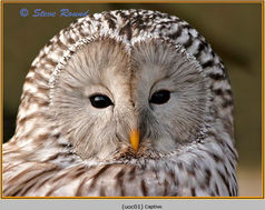 Bird, Ural Owl, Strix uralensis 1