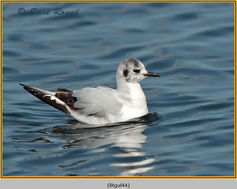 Bird, Little Gull, Larus minutus
