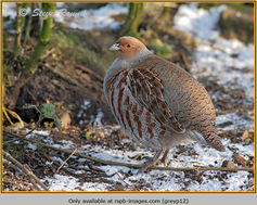 Bird, Grey Partridge, Perdix perdix 12