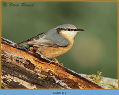 Bird, Nuthatch, Sitta europea 111