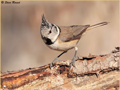 Crested Tit, Parus cristatus 50