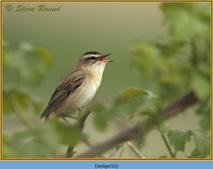 Sedge Warbler, Acrocephalus schoenobaenus 52