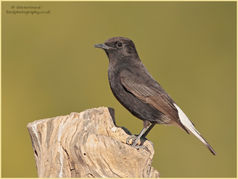 Black Wheatear, Oenanthe leucura, bird, passerine, 32