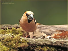 Bird, Hawfinch, Coccothraustes, Finch 59