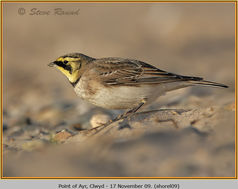Bird, Shore Lark, Eremophila alpestris 9