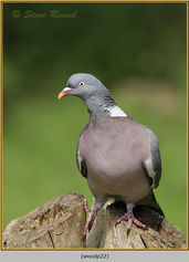 Bird, Wood Pigeon, Columba palambus 22