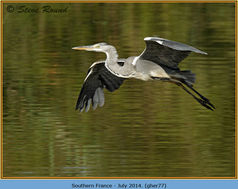 Bird, Grey Heron, Ardea cinerea