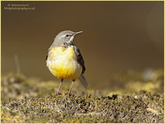 Grey Wagtail, Motacilla cinerea, bird 63