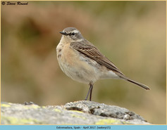 Bird, Water Pipit, Anthus spinoletta 15