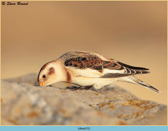 Bird, Snow Bunting, Plectrophenax nivalis 72
