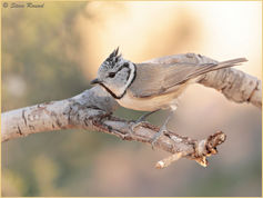 Crested Tit, Parus cristatus 37