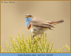 Bird, Bluethroat, Luscina svecica 9