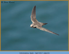 Bird, Alpine Swift, Apus melba 12