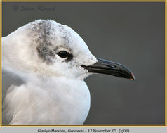 Bird, Laughing Gull, Larus atricilla