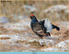 Bird, Black Grouse, Tetrao tetrix
