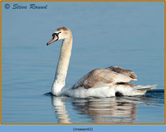 Mute Swan, Cygnus olor, bird 42