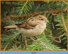 Bird, House Sparrow, Passer domesticus 67