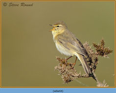 Willow Warbler, Phylloscopus trochilus, bird 44