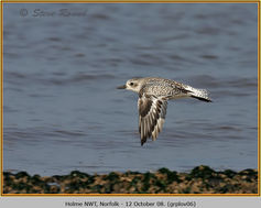 Bird, Grey Plover, Pluvialis squatarola 6