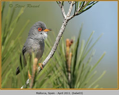 Balearic Warbler, Sylvia balearica, bird 3
