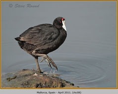 Bird, Red-knobbed Coot, Fulica cristata 8