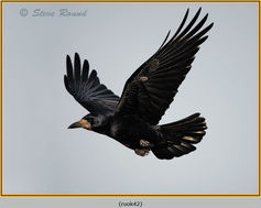 Bird, Rook, Corvus frugilegus, Crow, Corvid 42