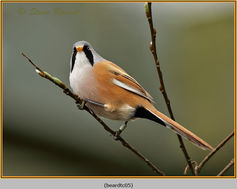 Bearded Tit, Panarus biarmicus, bird. 5