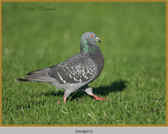 Feral Pigeon, Columba livia domestica 15