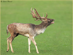 Mammal, Fallow Deer, Dama dama