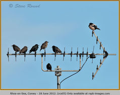Bird, Rosy Starling, Pastor roseus, Rose-coloured 5