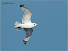 Bird, Kittiwake, Rissa tridactyla, Gull. 94
