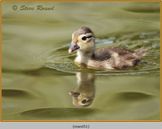 Bird, Mandarin Duck, Aix galericulata