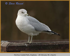 Bird, Ring-billed Gull, Larus delawarensis
