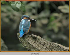 Bird, Kingfisher, Alcedo athis