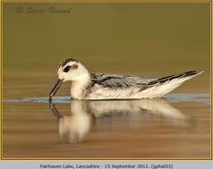 Bird, Grey Phalarope, Phalaropus fulicarius 33