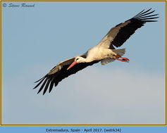 Bird, White Stork, Ciconia ciconia 34