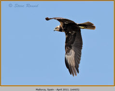 Bird, Marsh Harrier, Circus aeruginosus