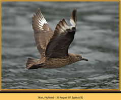 Bird, Great Skua, Stercorarius skua 21