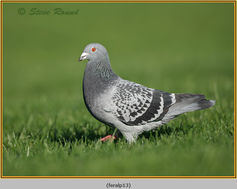 Feral Pigeon, Columba livia domestica 13