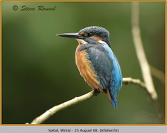 Bird, Kingfisher, Alcedo athis