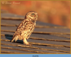 Bird, Little Owl, Athene noctua 38