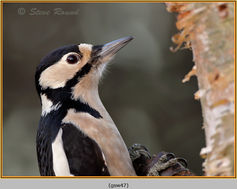 Great-spotted Woodpecker, Dendrocopos major 47