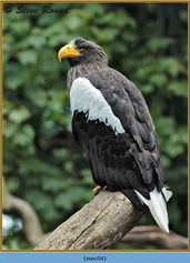 Bird, Steller's Sea Eagle, Haliaetus pelagicus