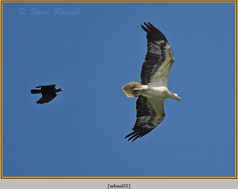 Bird. White-bellied Sea Eagle, Haliaetus leucogaster