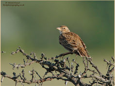 Bird, Calandra Lark, Melanocorypha calandra 6