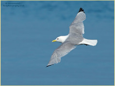 Bird, Kittiwake, Rissa tridactyla, Gull. 95