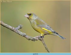Bird, Finch, Greenfinch, Carduelis chloris