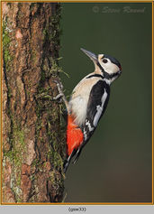 Great-spotted Woodpecker, Dendrocopos major 33